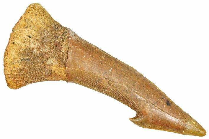Fossil Sawfish (Onchopristis) Rostral Barb - Morocco #366717